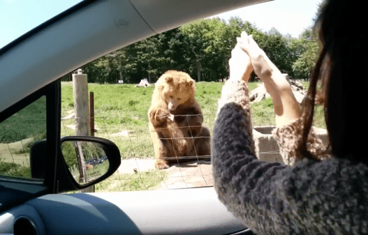 출처 : Reddit / 식빵 잡은 곰에게 박수를 보내는 사람
