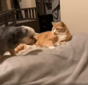 그루밍 해줄게! 내 옆에 누우라는 고양이와 옆에 눕는 강아지