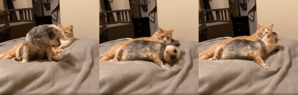 출처 : Reddit / 고양이 옆에 누워 그루밍을 받는 강아지