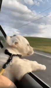 밖을 보고 싶은데 바람이 너무 심해! 강아지의 바깥 구경?