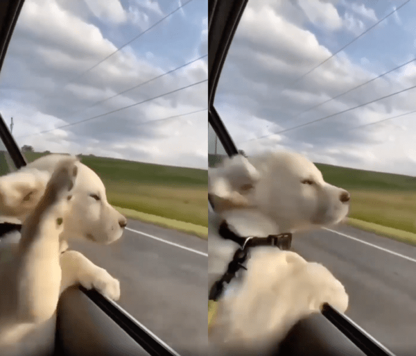 출처 : Reddit / 바람때문에 불편해 앞발을 휘젓는 강아지