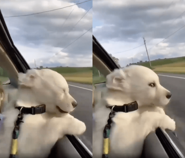 출처 : Reddit / 최대한 눈을 떠보려는 강아지