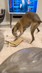 강아지 나이 12살이어도 아직은 아기인가 봐! 휘핏의 놀이