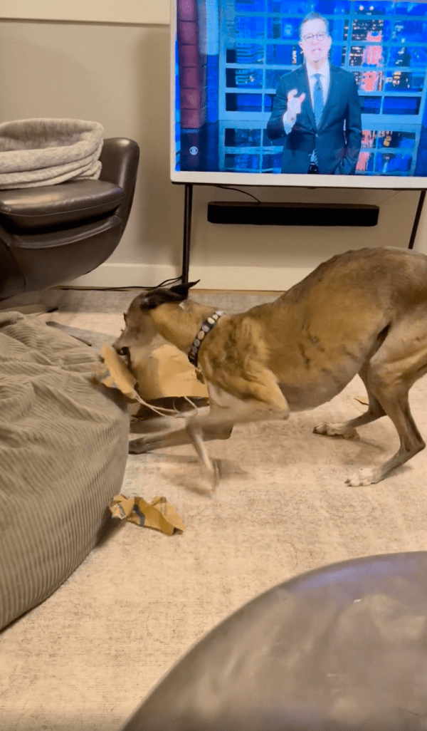 출처 : Reddit / 종이 가방을 뜯는 게 너무 재미있는 휘핏