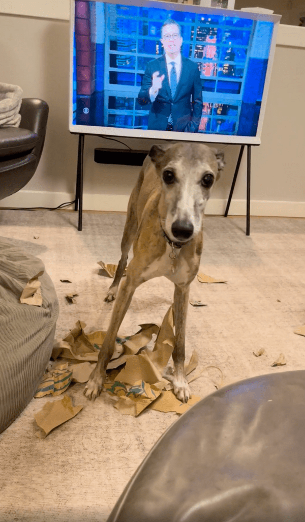출처 : Reddit / 종이 가방을 다 찢고 쳐다보고 있는 휘핏