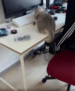 더 이상 일은 힘들어서 잠시 잠든 고양이?