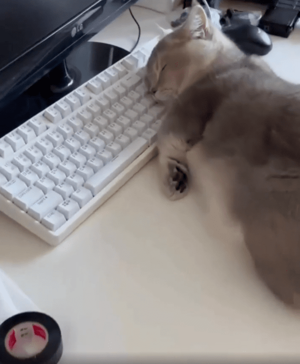 출처 : Reddit / 곤히 잠들어 있는 고양이