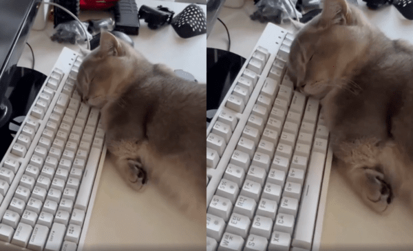 출처 : Reddit / 주인이 가까이 가도 절대 깨지 않는 고양이