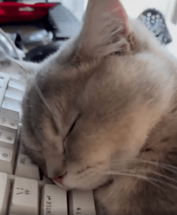 출처 : Reddit / 키보드가 눌려도 절대 깨지 않는 고양이