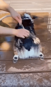 목욕은 좋은데 일어나긴 싫은 웰시코기