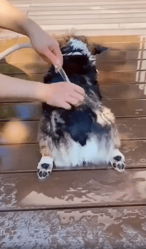 출처 : Reddit / 누워서 몸에 물을 적시는 웰시코기