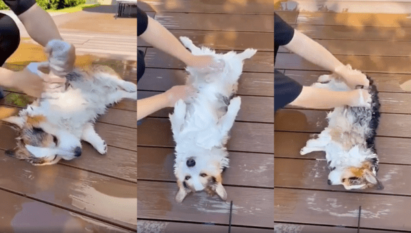 출처 : Reddit / 일어나기 귀찮은 웰시코기의 스파데이