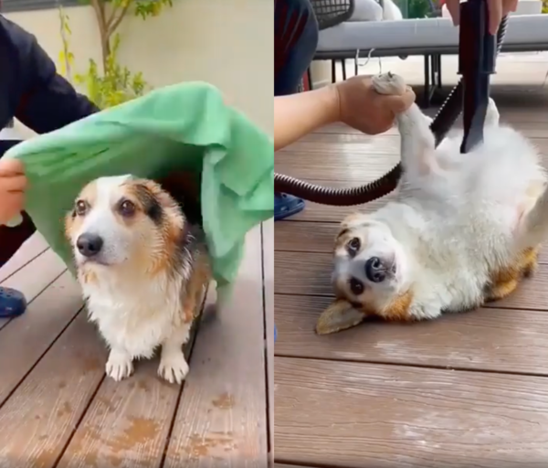 출처 : Reddit / 드라이기로 털을 말릴 때까지도 자리를 뜨지 않는 웰시코기