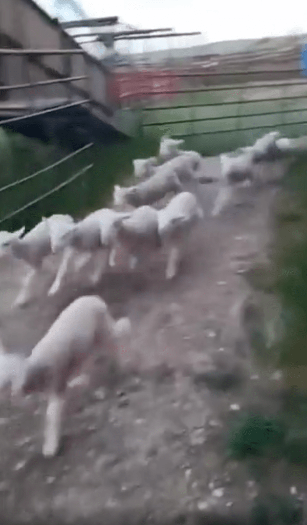 출처 : Reddit / 어디론가 뛰어가는 아기 양 떼들