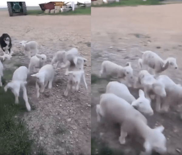 출처 : Reddit / 보더콜리의 눈빛에 바로 뒤돌아 뛰어가는 아기 양 떼들