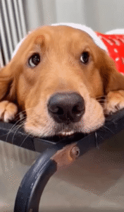 방울토마토 도둑, 골든 리트리버의 귀여운 실수