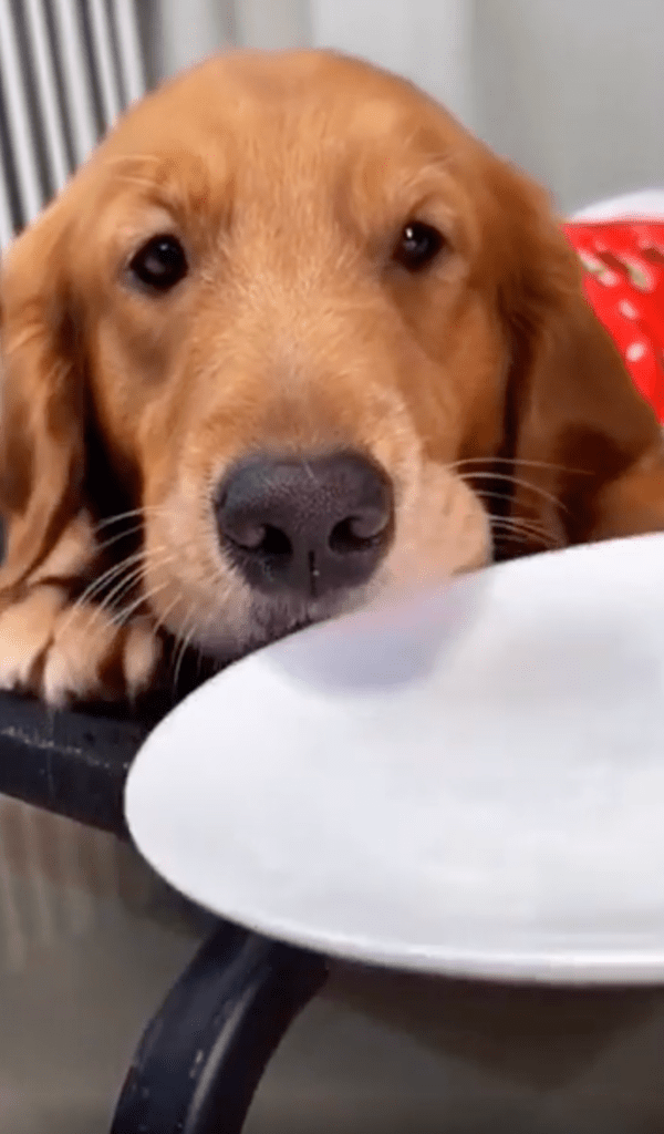 출처 : Reddit / 눈치 보는 리트리버 앞으로 접시를 가져간 주인