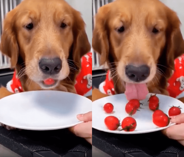 출처 : Reddit / 접시 위에, 입안에 있던 방울토마토를 전부 뱉은 골든 리트리버