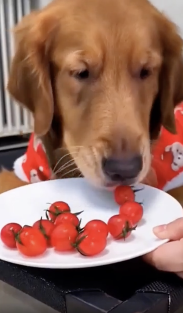 출처 : Reddit / 아쉬운지 방울토마토를 바라보고 있는 골든 리트리버