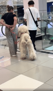 주인과 함께 에스컬레이터에 타고 싶은 대형견의 행동은?