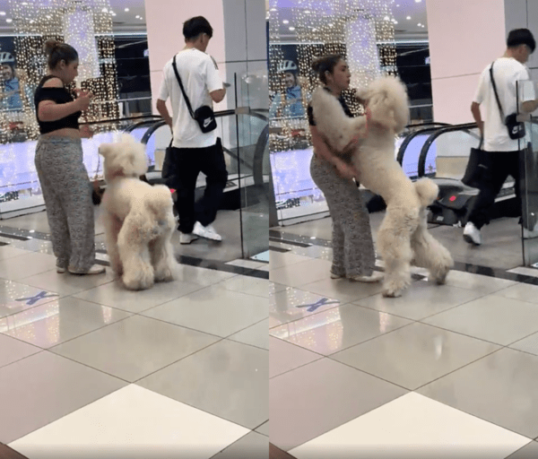 출처 : Reddit / 에스컬레이터 앞에서 안아달라고 서는 대형견