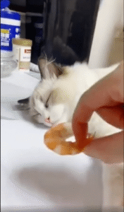 자는 고양이 앞에 놓인 새우, 과연 고양이의 반응은?