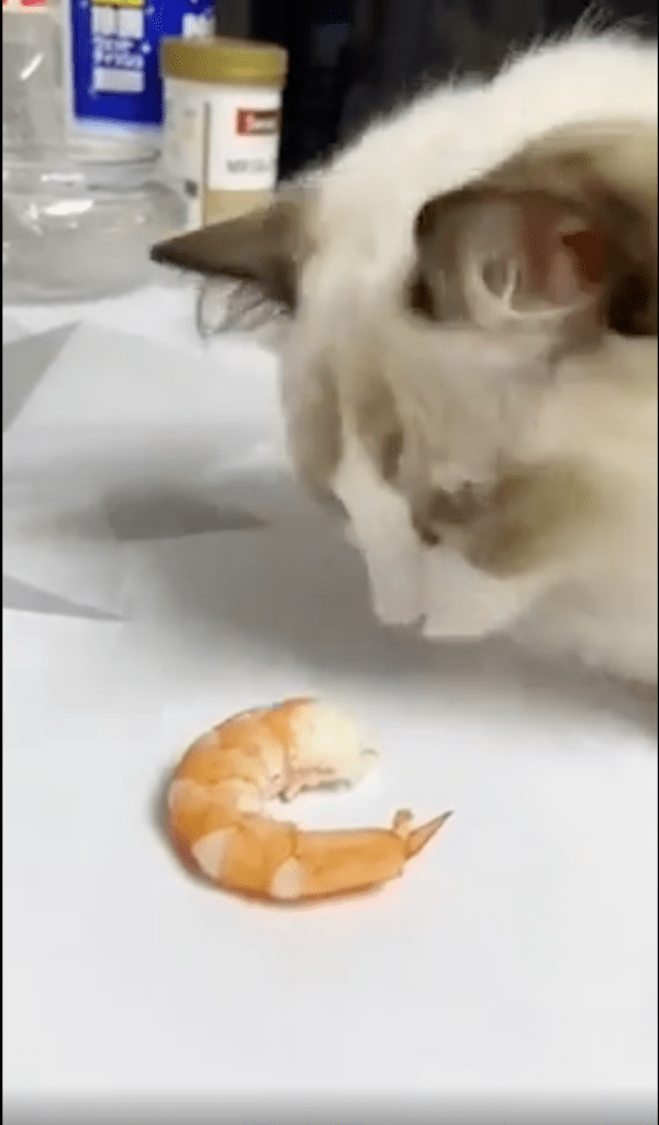 출처 : Reddit / 잠에서 깨어나 새우를 본 고양이