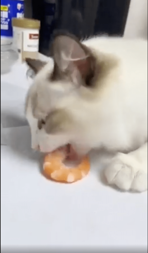 출처 : Reddit / 잠에서 깨자마자 앞에 놓인 새우를 먹는 고양이