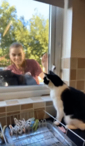 창문 너머의 냥펀치, 닿지 않아 속상한 질투의 고양이