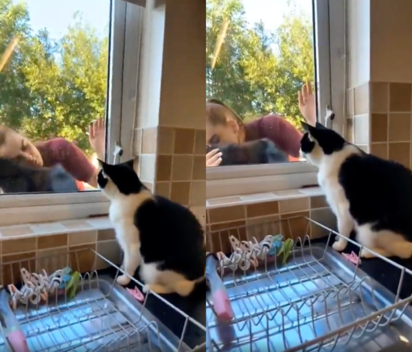 출처 : Reddit / 주인이 바깥의 고양이를 예뻐하자, 점점 질투가 차오르고 있는 고양이