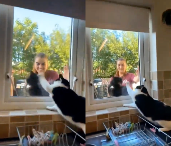 출처 : Reddit / 결국, 질투에 냥펀치를 날리고 있는 고양이