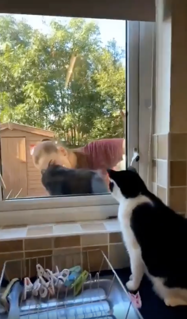 출처 : Reddit / 냥펀치를 날려도 달라지지 않은 주인과 그를 바라보는 고양이