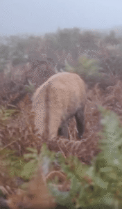 덤불 사이에 서 있는 사슴 뿔에 뭐가 걸린거지? 깨닫지 못한 사슴