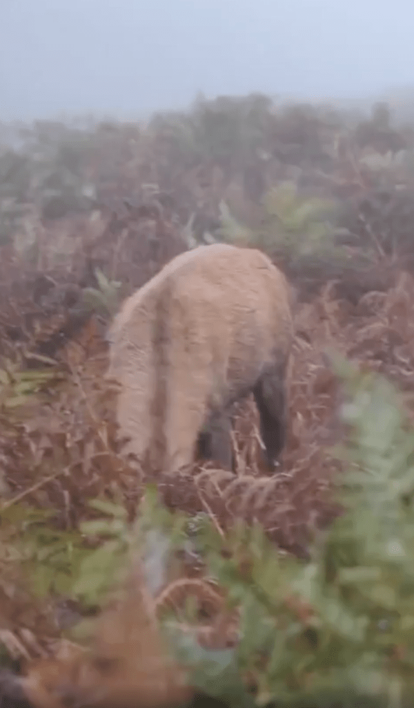 출처 : Reddit / 덤불숲에 머리를 숙이고 있는 사슴