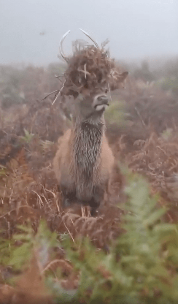 출처 : Reddit / 나뭇가지가 뿔 사이에 끼었는지 모르는 듯한 사슴