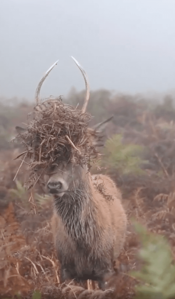출처 : Reddit / 사소한 나뭇가지가 신경쓰이지 않는 사슴 