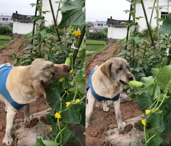 출처 : Reddit / 오이를 수확해서 먹으려는 리트리버