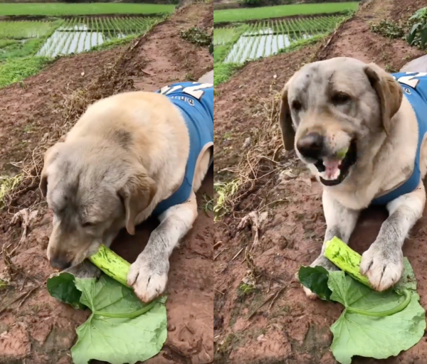 출처 : Reddit / 오이를 맛있게 먹는 리트리버