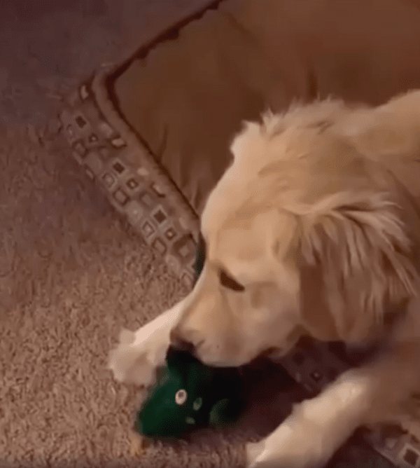 출처 : Reddit / 최애 인형을 가지고 놀고 있는 골든 리트리버