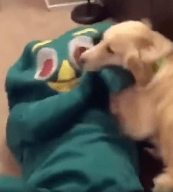 출처 : Reddit / 인형 옷을 입은 주인이 너무 좋은 리트리버