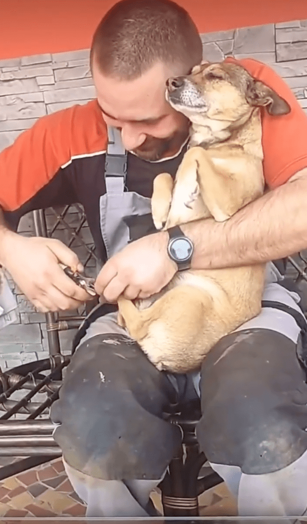 출처 : Reddit / 발톱 깎는 게 너무 무서운지 벌벌 터는 강아지