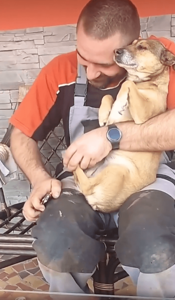 출처 : Reddit / 떨고 있는 강아지에 웃음이 터져버린 주인