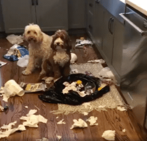 쓰레기를 마음껏 뒤졌던 강아지들의 반성 시간?