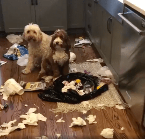 출처 : Reddit / 집안을 어지럽힌 강아지들의 반성 시간