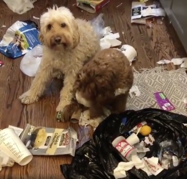 출처 : Reddit / 자기 몸을 긁고 있는 듯한 강아지와 주인을 바라보며 점점 앞다리를 내리는 강아지