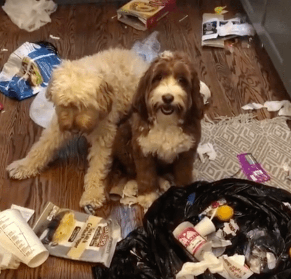 출처 : Reddit / 반성하며 엎드리는 강아지와 그저 웃고 있는 강아지