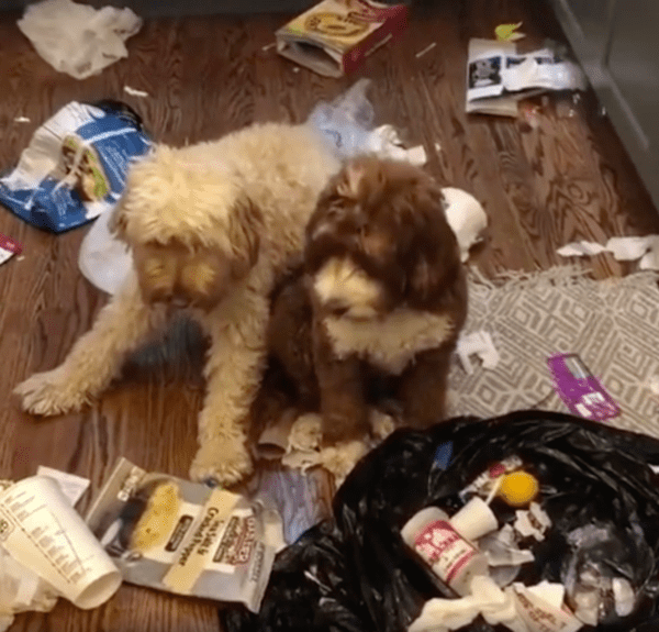 출처 : Reddit / 쓰레기를 뒤졌던 강아지들 모두 반성하는 듯한 모습