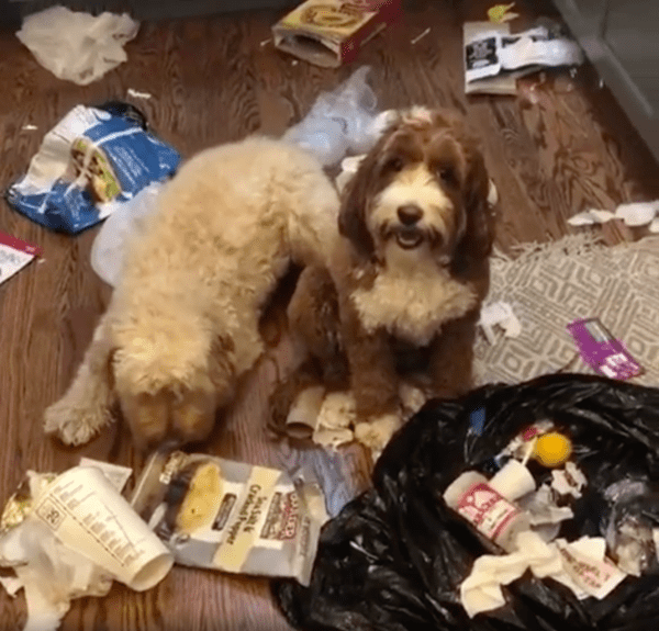 출처 : Reddit / 자신들의 행동에 엎드린 강아지와 그저 웃고 있는 강아지