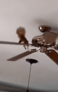 노는 게 제일 좋은 다람쥐의 놀이기구는? 실링팬?