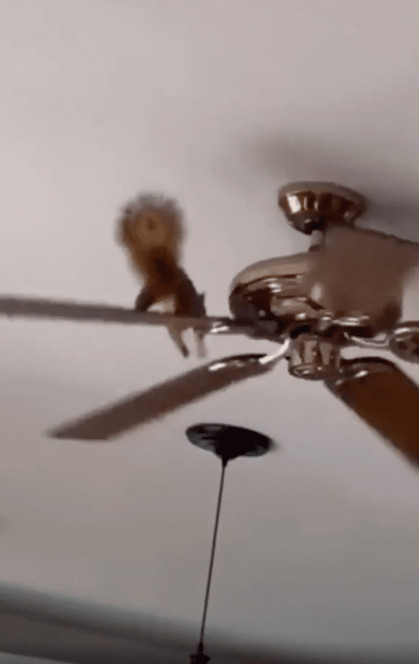 출처 : Reddit / 실링팬 위에 올라타 있는 다람쥐